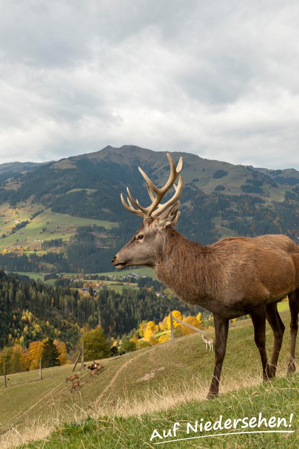 Ferienwohnung Auf Niedersehen - 8 Personen - Kitzbuehler Alpen - Hoehe Tauern Np Hollersbach im Pinzgau Kültér fotó